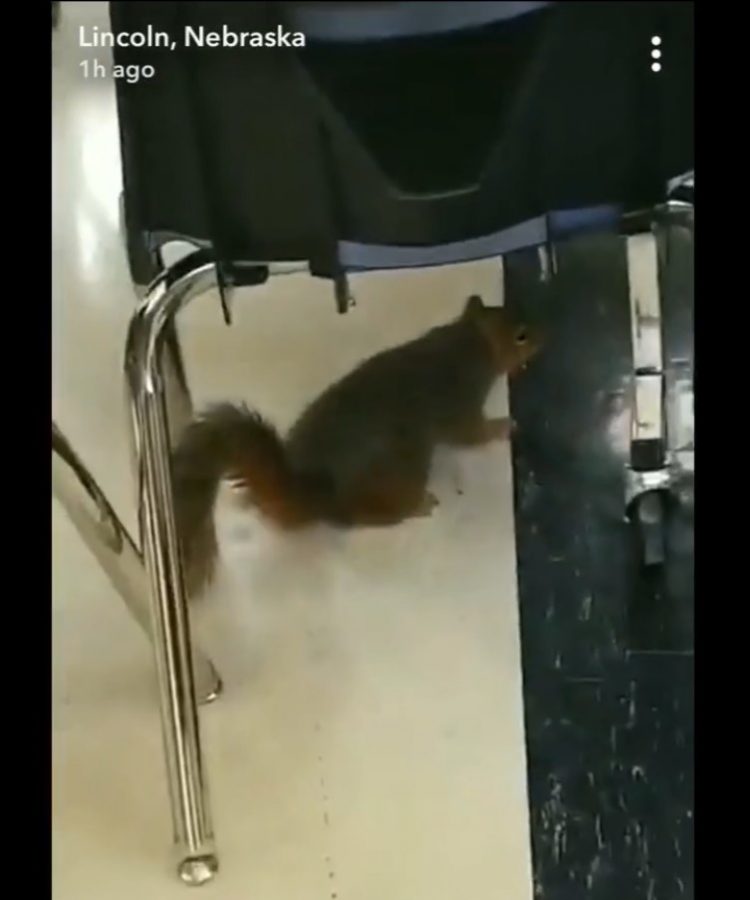 A picture of the squirrel in Commons, from an unknown students Snapchat Story.
