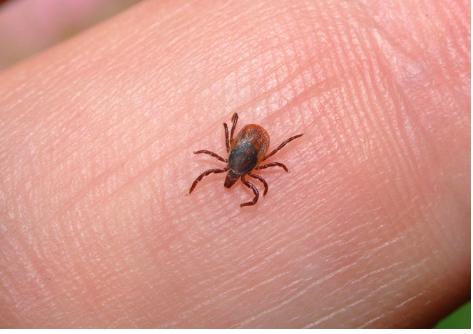 Tick numbers at a record-high