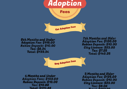 A second chance: Lincoln and Omaha’s Humane Societies open their doors to animals in need
