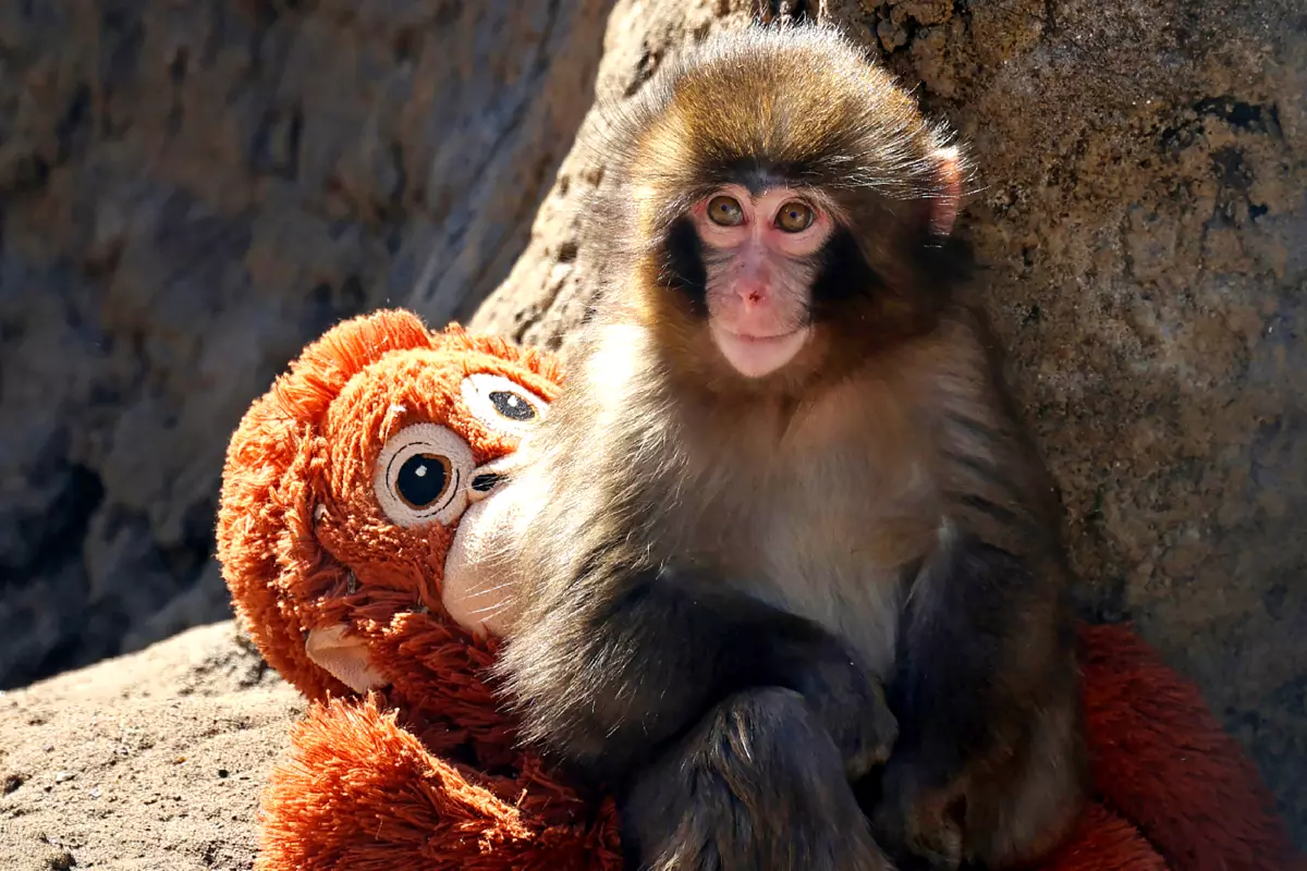 Punch the baby macaque and his orangutan stuffed animal.
Photo Credits: Getty Images